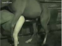Horse anal sex caught on cam